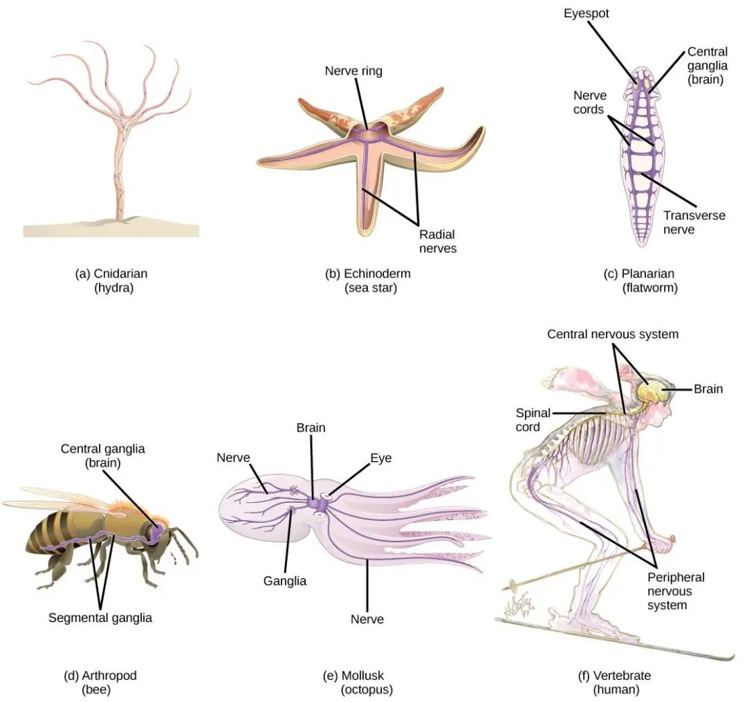 图说神经系统(Nervous system)·脊椎动物 - 知乎