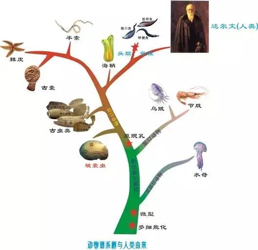 毫米级人类远祖至亲——最古老的原始后口动物_百科TA说
